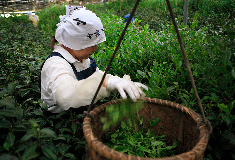 ［京都府］北山 濃茶奶昔（滿10罐出貨）